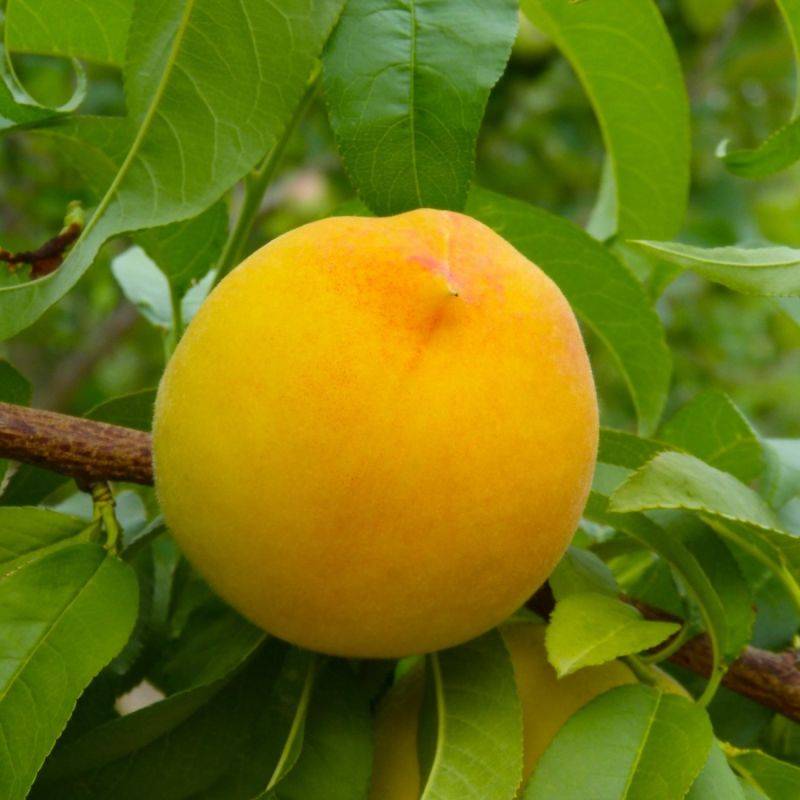 Pêcher persica 'Pêche de Vigne Jaune' (Prunus persica 'Pêche de Vigne Jaune') - Scion de 150cm - Pépinières Naudet - Image 1