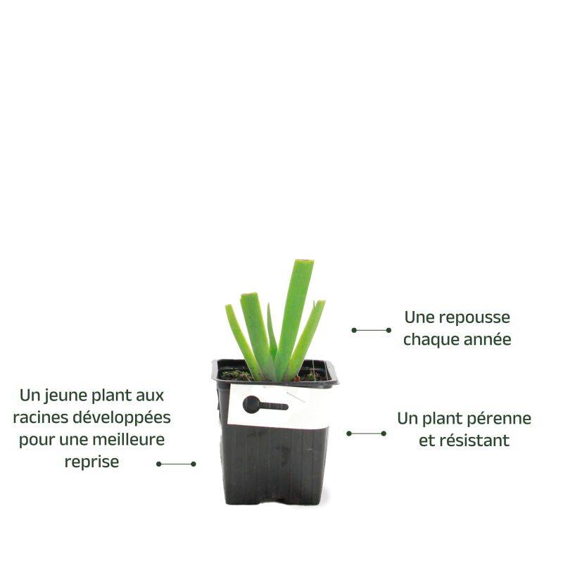 3 Iris Snowmound - Lot de 3 vivaces - Pépinières Naudet - Image 3