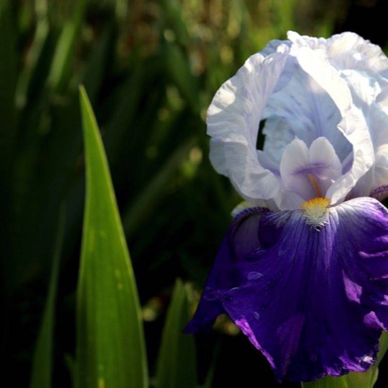 3 Iris Snowmound - Lot de 3 vivaces - Pépinières Naudet - Image 1