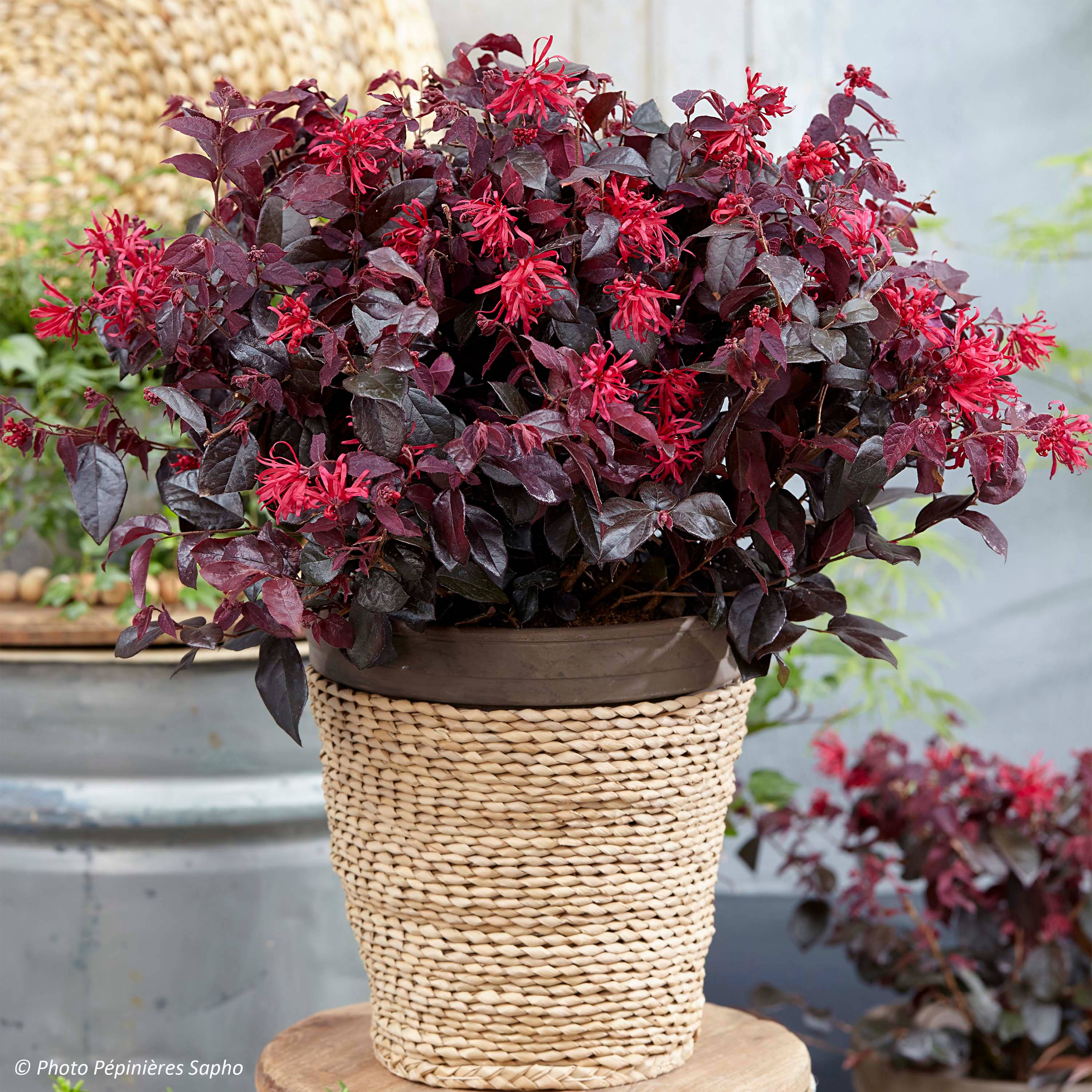 Promesse de Fleurs - Loropetalum chinense Ever Red Pot de 3L/4L - Image 1