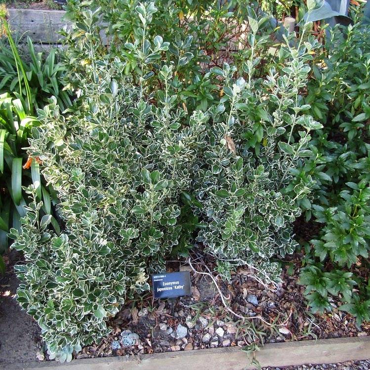 Euonymus japonicus Kathy - Fusain du Japon Pot de 7,5L/10L - Image 1