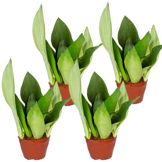 Lot de 4 - Sansevieria 'Moonshine' lot de 4 - Plante d'intérieur et pot - H. 10-20 cm - P. 9 cm - Image 1