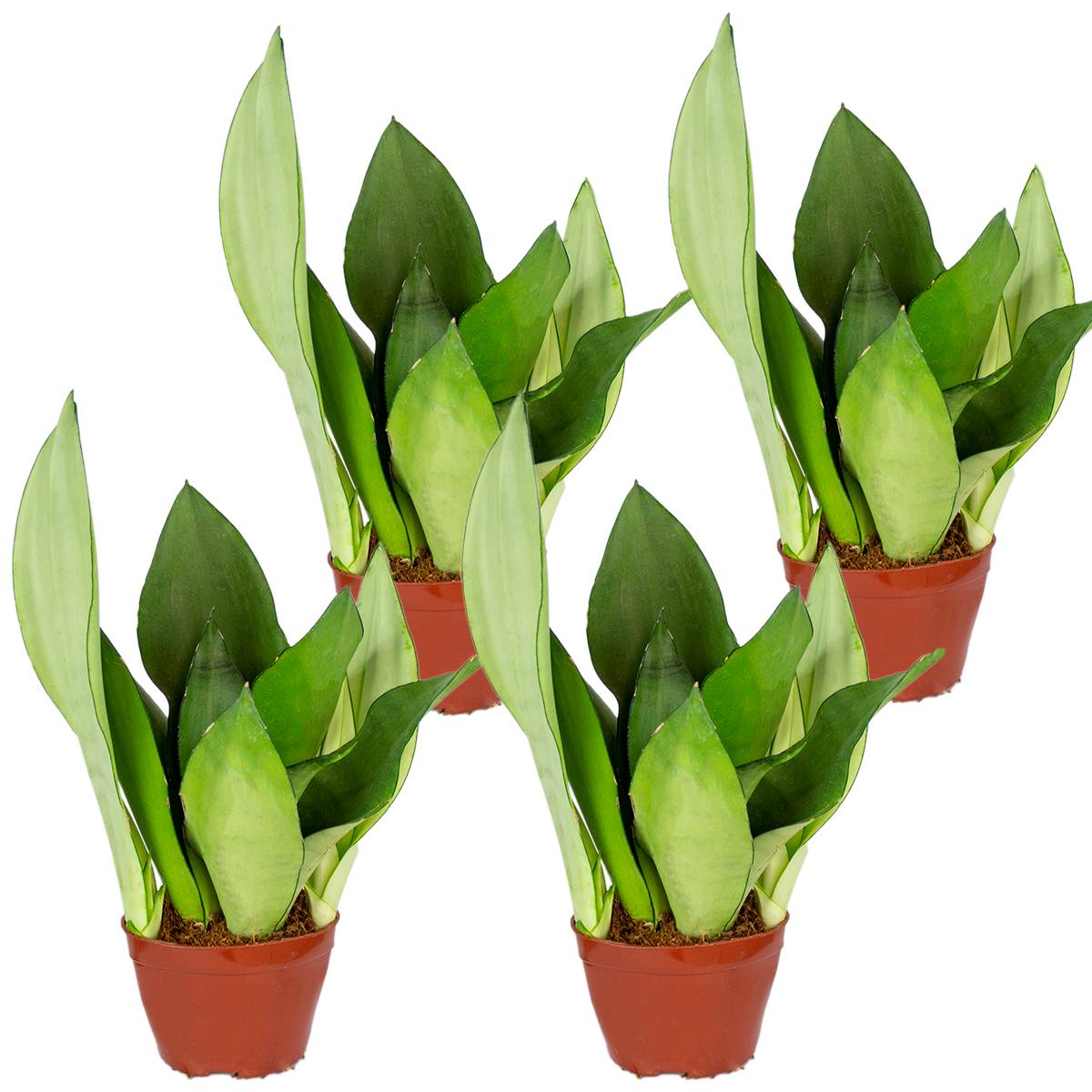 Lot de 4 - Sansevieria 'Moonshine' lot de 4 - Plante d'intérieur et pot - H. 10-20 cm - P. 9 cm - Image 1