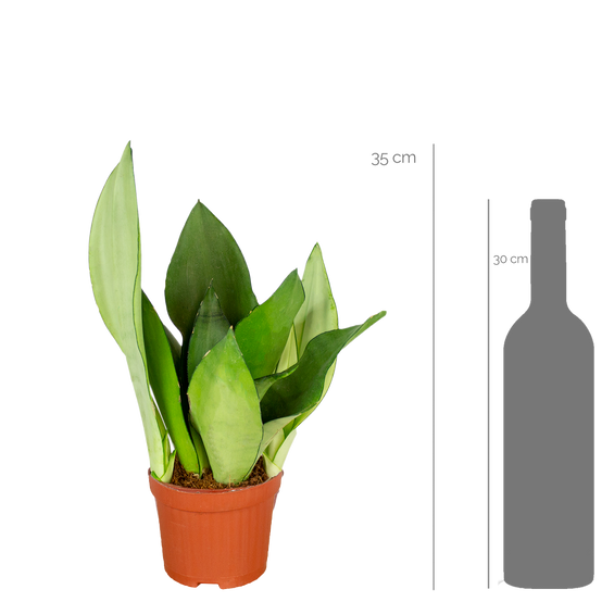 Lot de 4 - Sansevieria 'Moonshine' lot de 4 - Plante d'intérieur et pot - H. 10-20 cm - P. 9 cm - Image 2