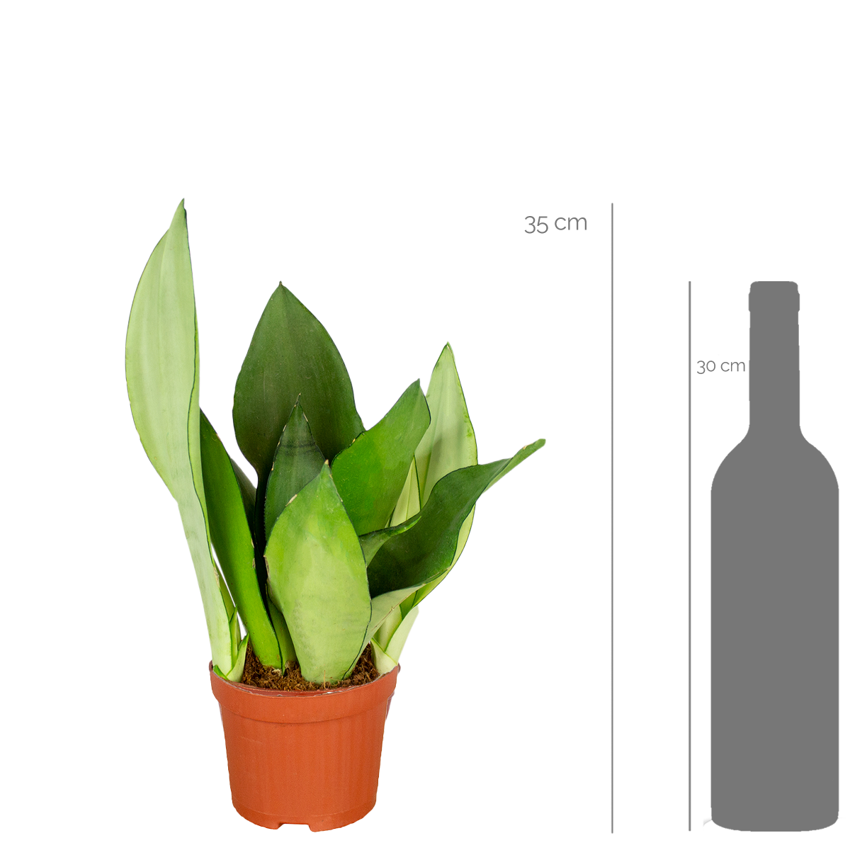 Lot de 4 - Sansevieria 'Moonshine' lot de 4 - Plante d'intérieur et pot - H. 10-20 cm - P. 9 cm - Image 2