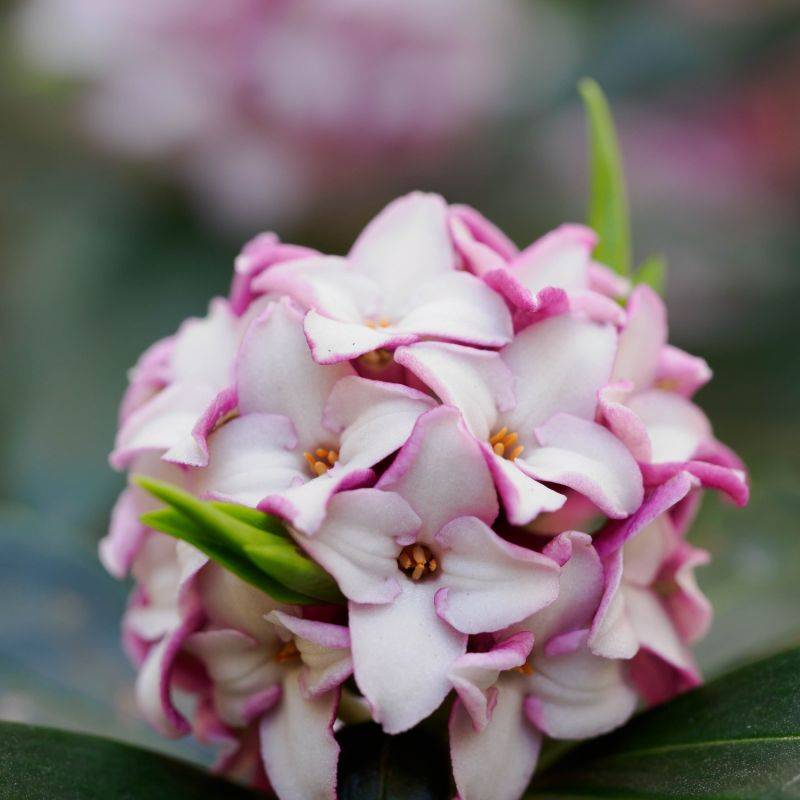 Daphné hybride 'Pink Fragrance' (Daphne x transatlantica 'Pink Fragrance') - Godet 9cm - Pépinières Naudet