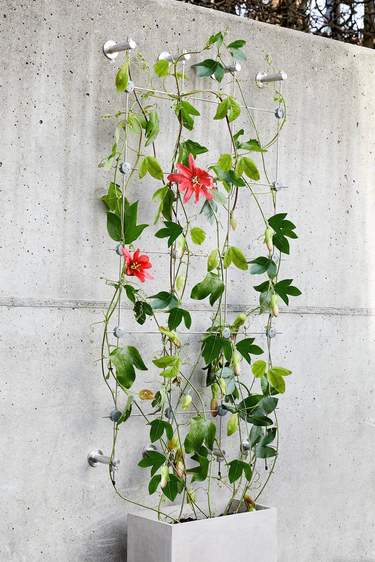 Autre - Greenkit 1 Support plantes grimpantes treillis acier inoxydable 100 X 2000mm Jakob Rope Systems - Image 2