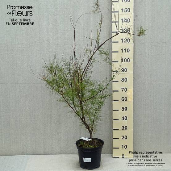 Tamarix tetrandra - Tamaris de printemps Pot de 4L/5L - Image 2