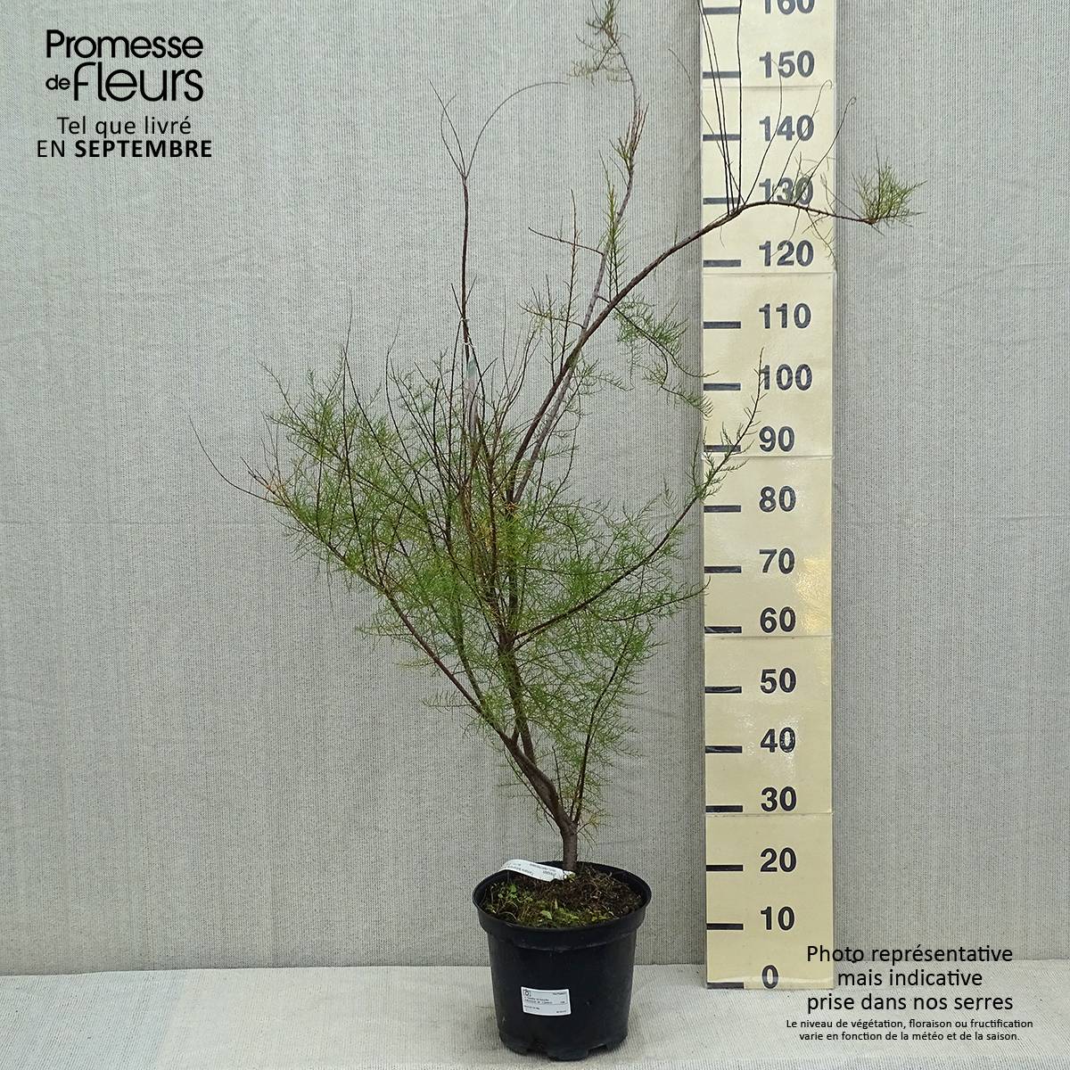 Tamarix tetrandra - Tamaris de printemps Pot de 4L/5L - Image 2