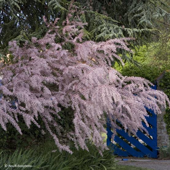 Tamarix tetrandra - Tamaris de printemps Pot de 4L/5L - Image 1