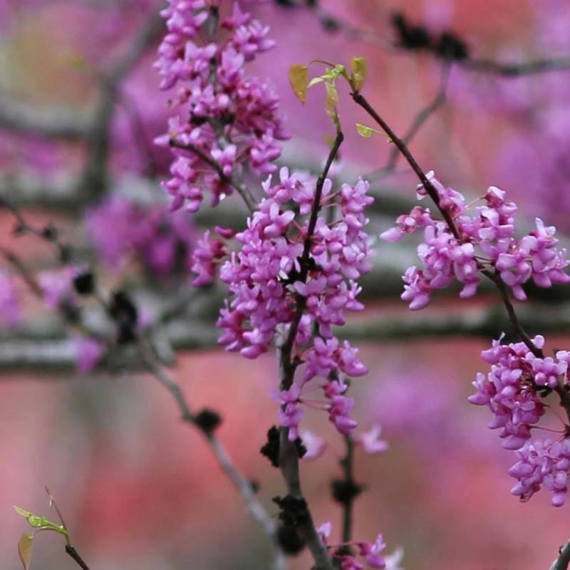 Cercis du Canada Lavender Twist, Arbre de Judée, Gainier du Canada à fleurs Rose - feuillage Caduc - Pot de 15L - Baliveau-  hauteur à maturité De 3,0 - Image 7