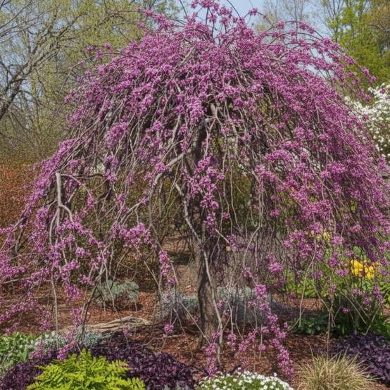 Cercis du Canada Lavender Twist, Arbre de Judée, Gainier du Canada à fleurs Rose - feuillage Caduc - Pot de 15L - Baliveau- hauteur à maturité De 3,0 - Image 3