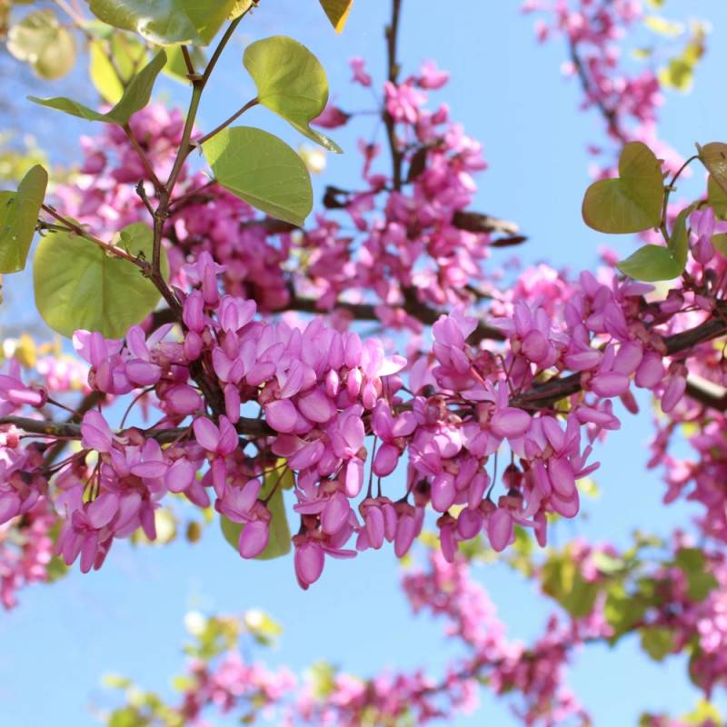Cercis du Canada Lavender Twist, Arbre de Judée, Gainier du Canada à fleurs Rose - feuillage Caduc - Pot de 15L - Baliveau-  hauteur à maturité De 3,0 - Image 5