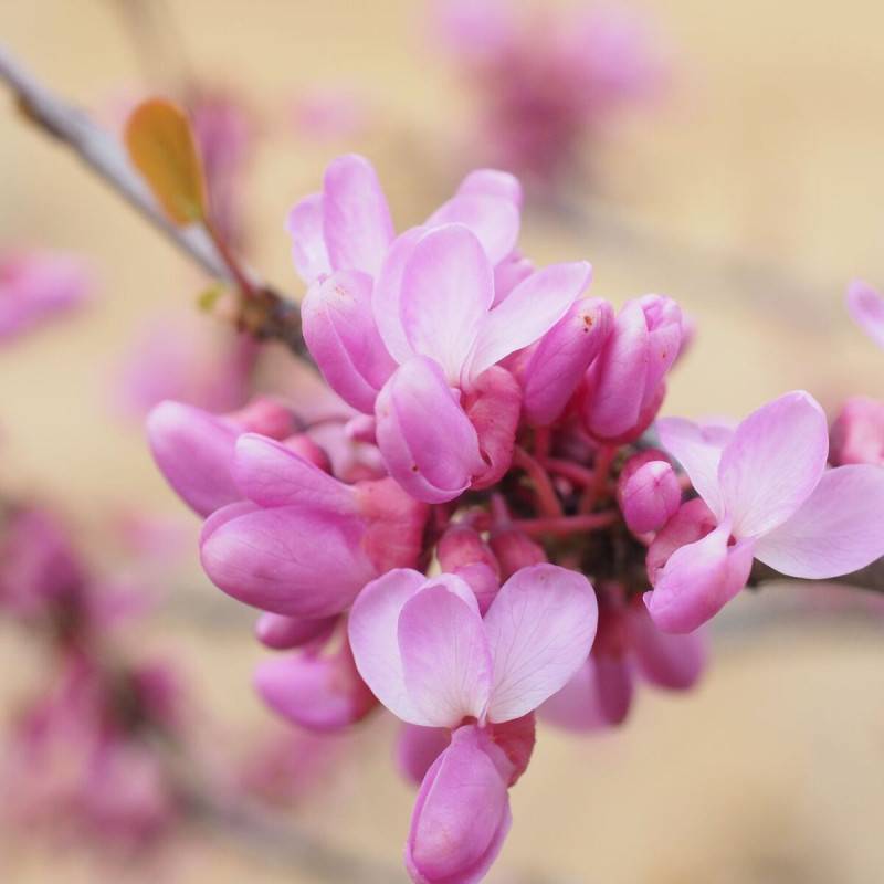 Cercis du Canada Lavender Twist, Arbre de Judée, Gainier du Canada à fleurs Rose - feuillage Caduc - Pot de 15L - Baliveau-  hauteur à maturité De 3,0 - Image 4