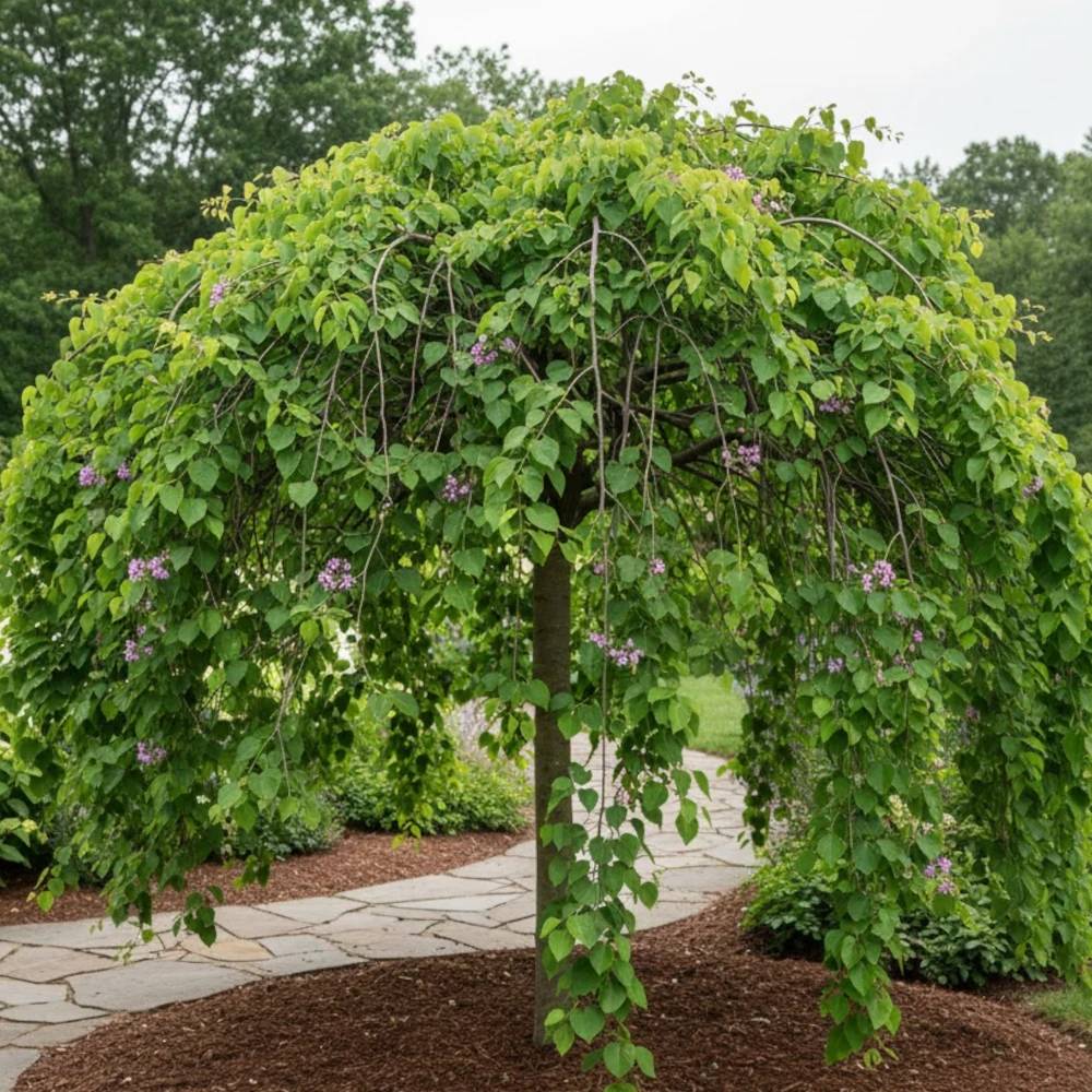 Cercis du Canada Lavender Twist, Arbre de Judée, Gainier du Canada à fleurs Rose - feuillage Caduc - Pot de 15L - Baliveau-  hauteur à maturité De 3,0 - Image 1