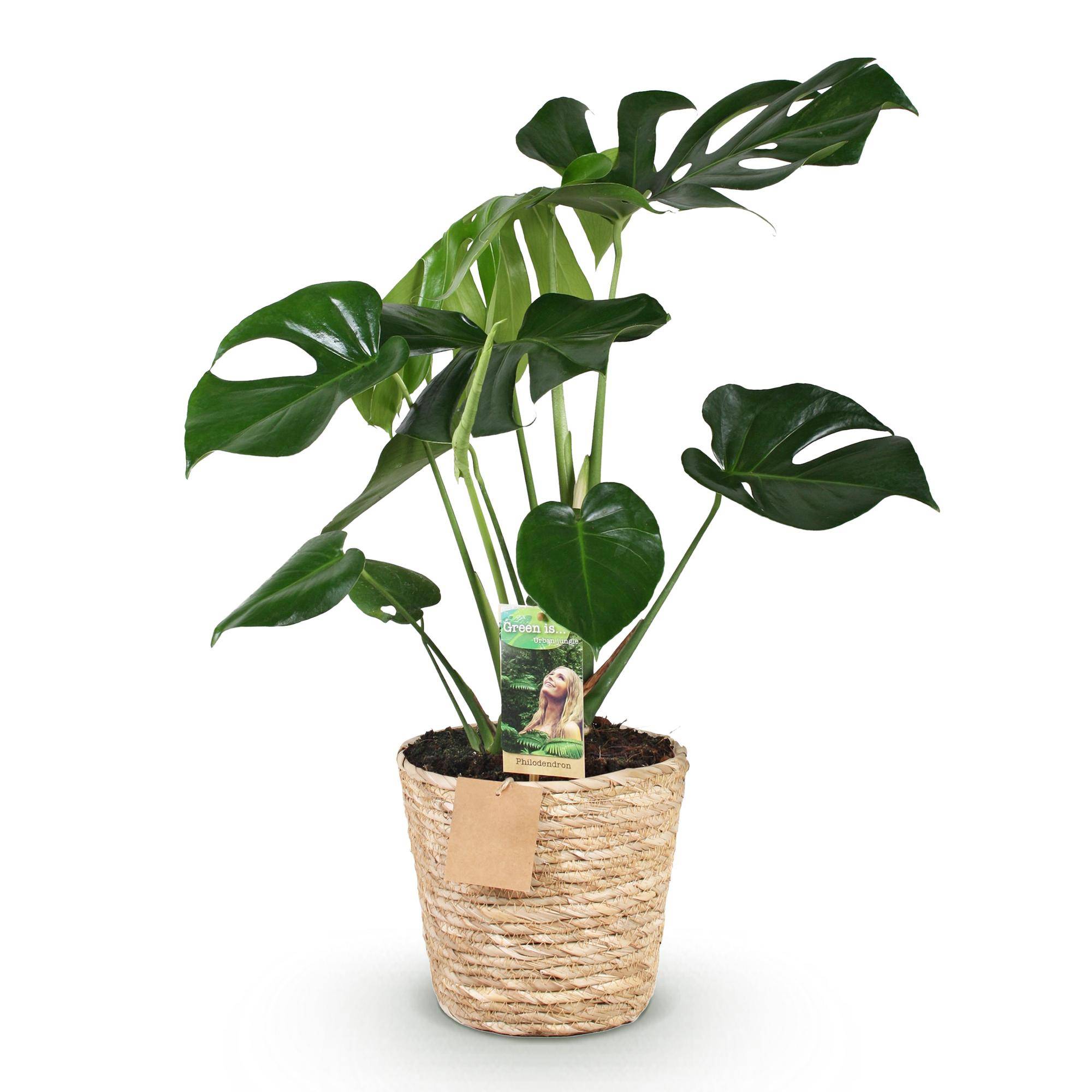 Monstera Deliciosa - Pot de 17cm - Panier - Plantes d'intérieur - Image 2