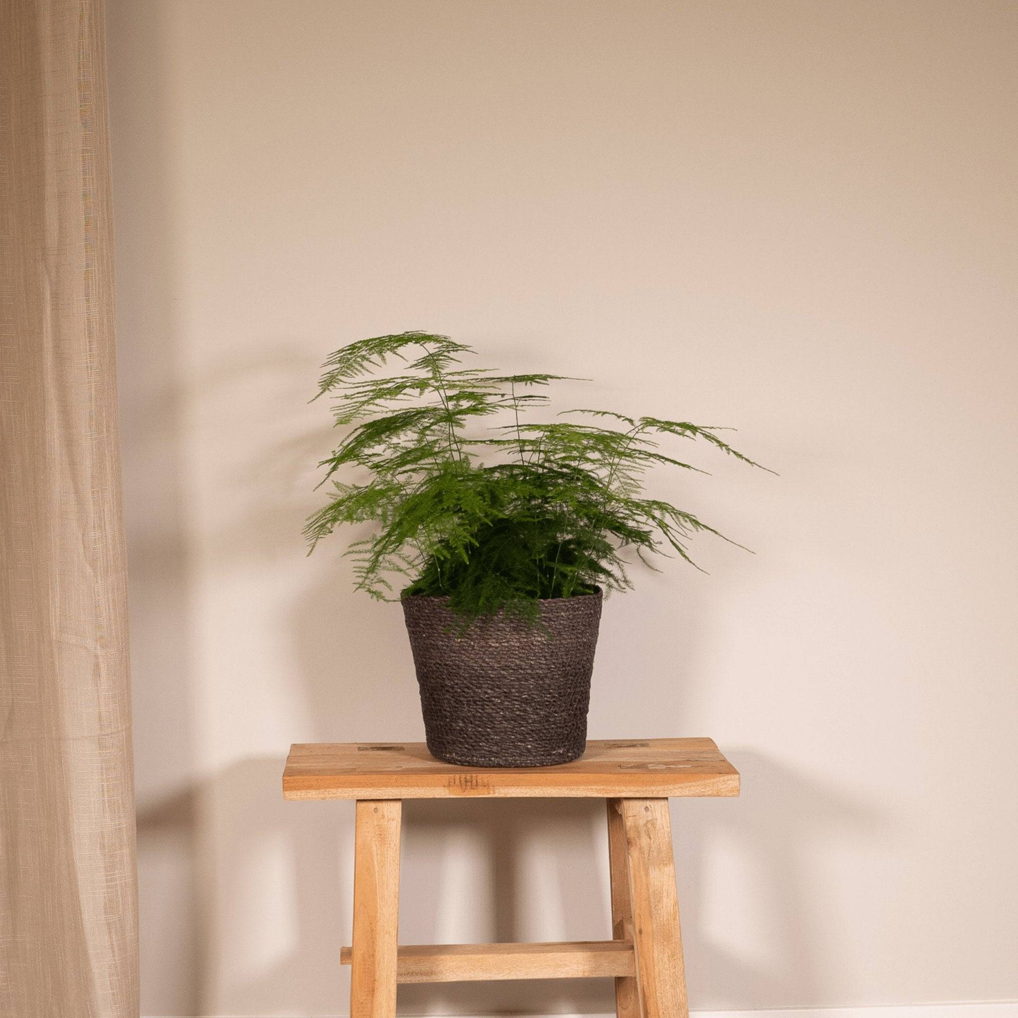 Asparagus Plumosus  h45cm 45cm - Plante d'intérieur- La Green Touch - Image 3