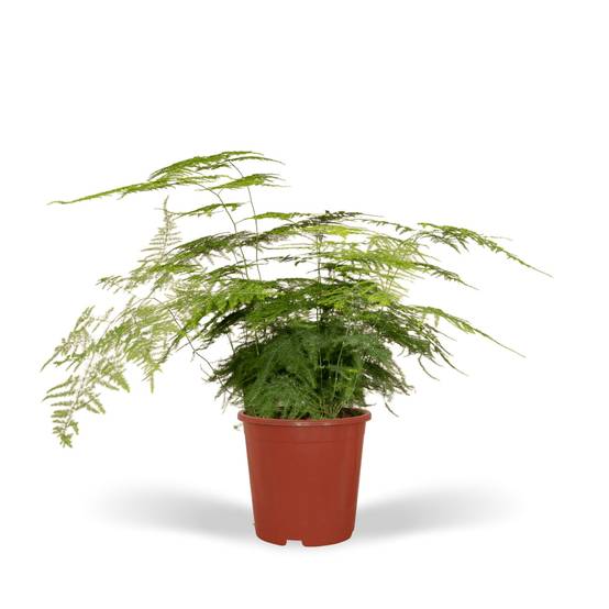 Asparagus Plumosus h45cm 45cm - Plante d'intérieur- La Green Touch - Image 2