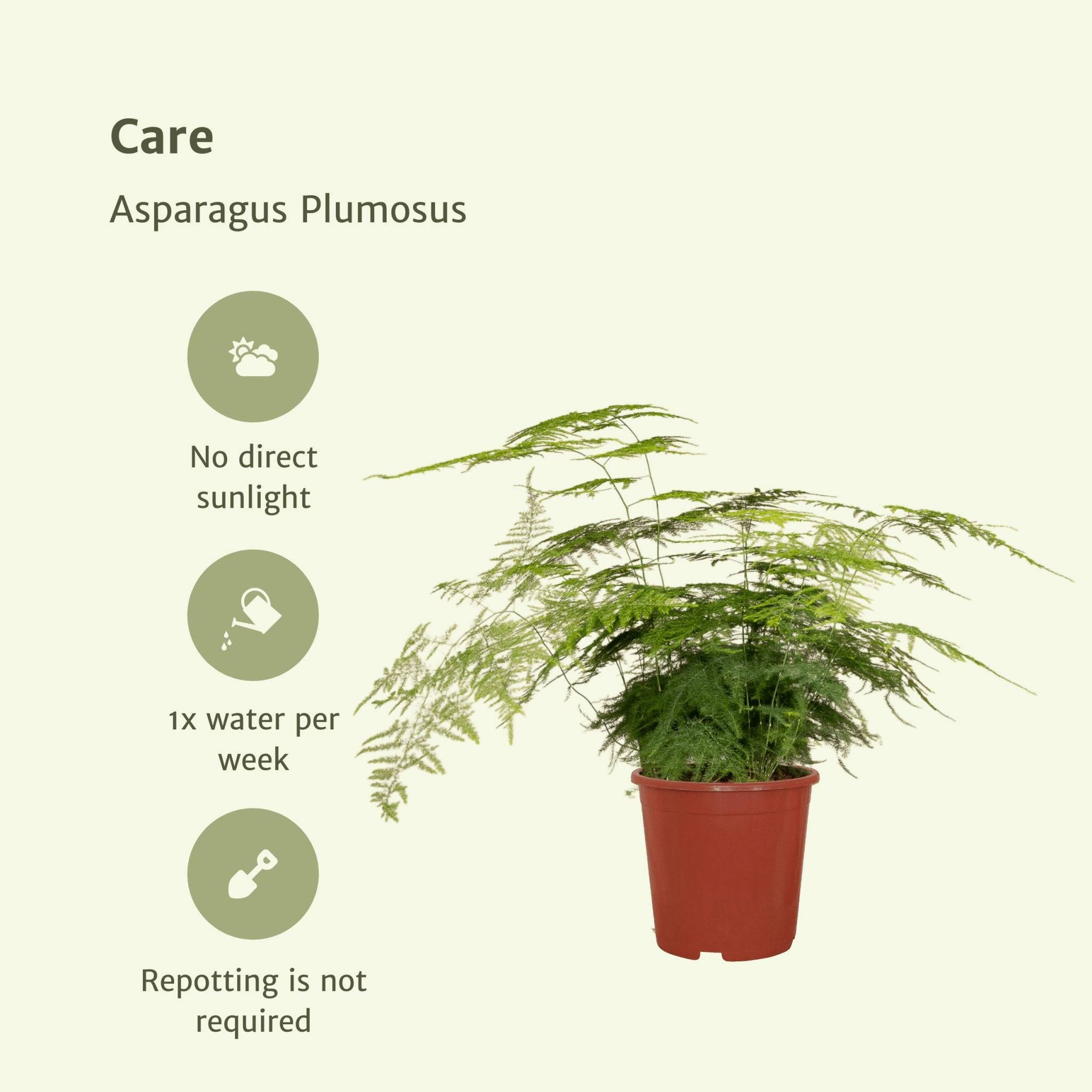 Asparagus Plumosus  h45cm 45cm - Plante d'intérieur- La Green Touch - Image 7