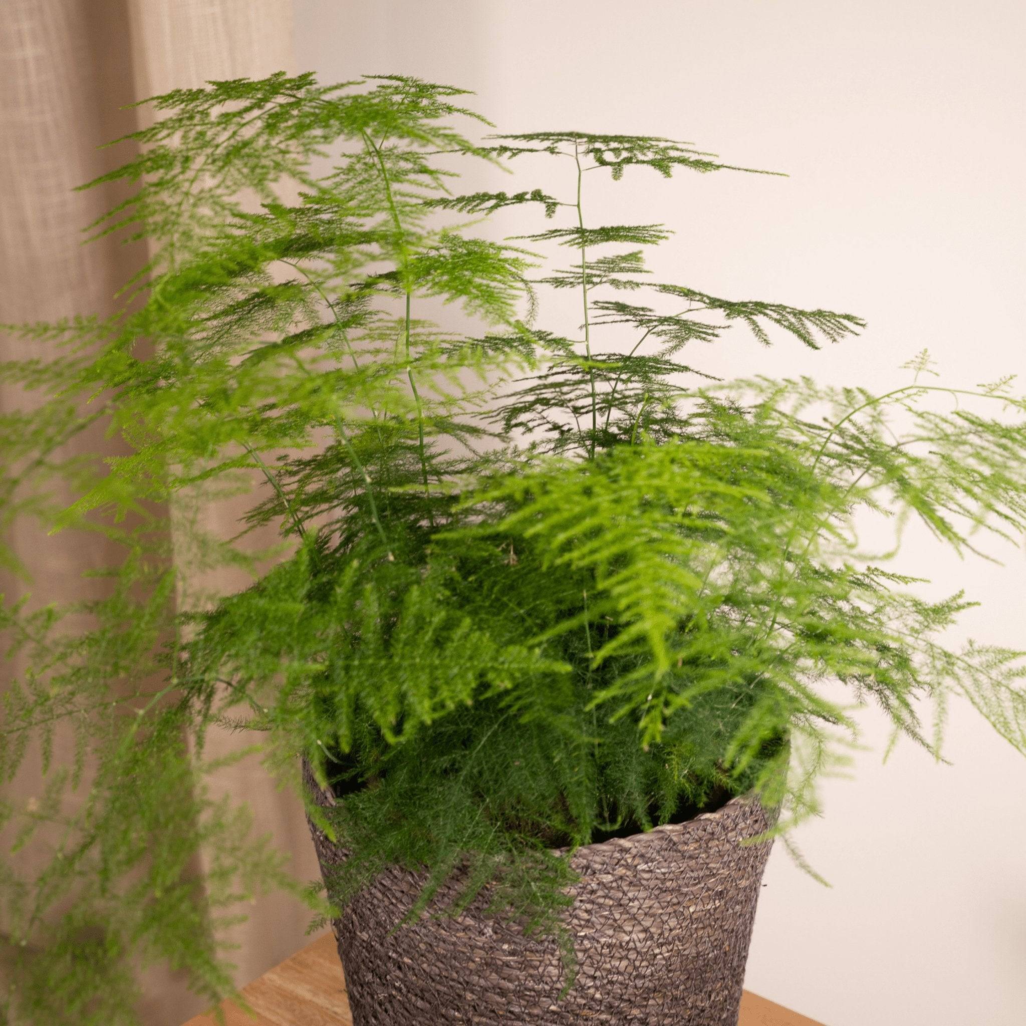 Asparagus Plumosus  h45cm 45cm - Plante d'intérieur- La Green Touch - Image 4