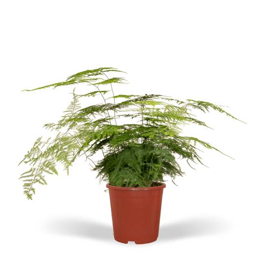Asparagus Plumosus h45cm 45cm - Plante d'intérieur- La Green Touch - Image 1