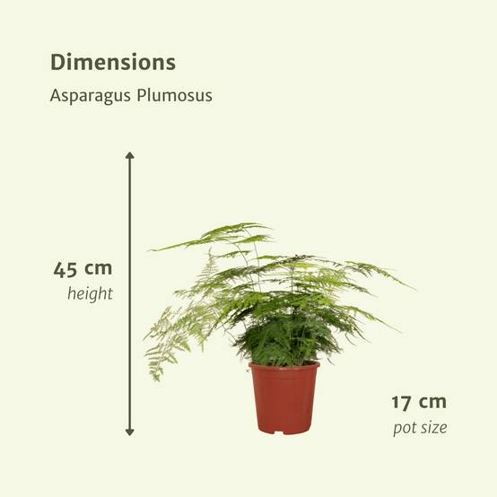 Asparagus Plumosus h45cm 45cm - Plante d'intérieur- La Green Touch - Image 6