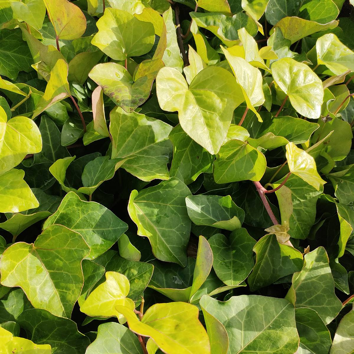 Hedera algeriensis - Lierre d'Algrie Godet de 8/9 cm - Gamm vert