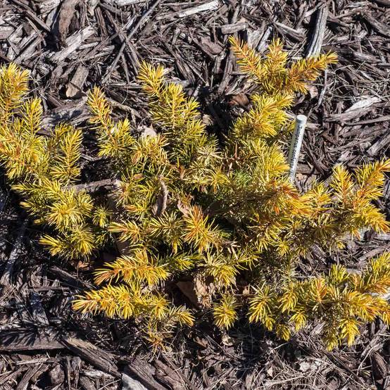 Genévrier des plages - Juniperus conferta All Gold Pot de 7,5L/10L - Image 1