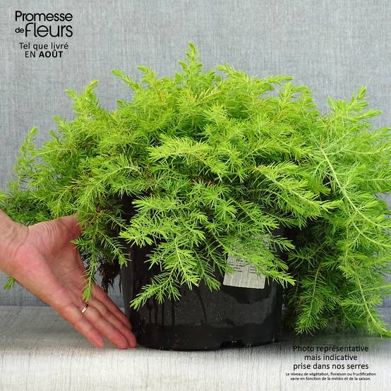 Genévrier des plages - Juniperus conferta All Gold Pot de 7,5L/10L - Image 2