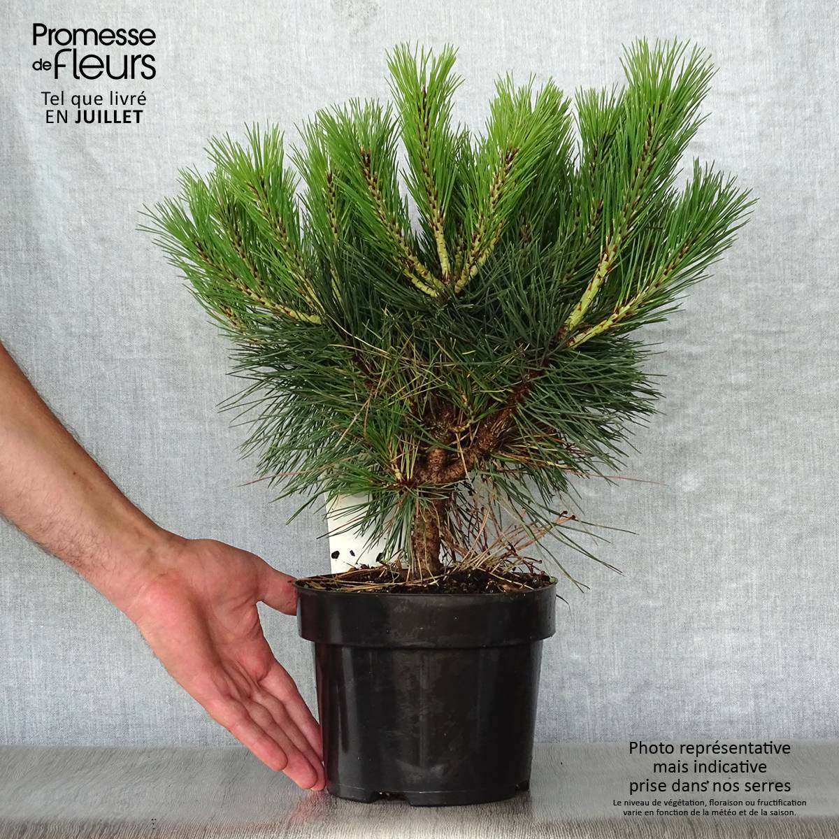 Promesse de Fleurs - Pinus nigra Pierrick Brégeon - Pin noir Pot de 2L/3L - Image 2