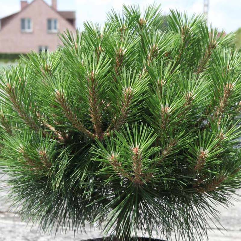 Promesse de Fleurs - Pinus nigra Pierrick Brégeon  - Pin noir Pot de 2L/3L