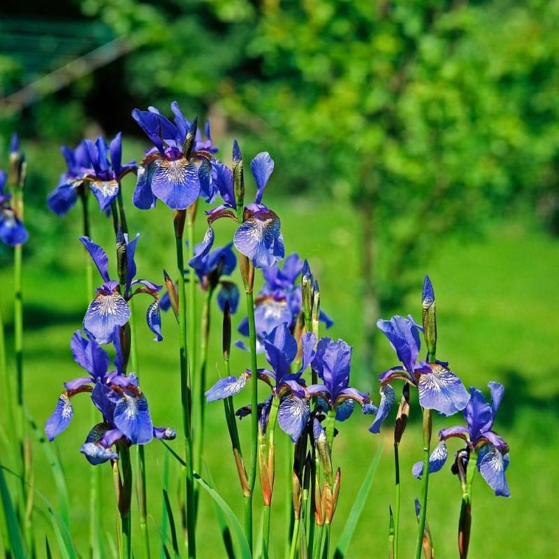 Iris de Sibérie Tycoon à fleurs Violette/ - feuillage Caduc - Godet - 5/20 cm - Image 2
