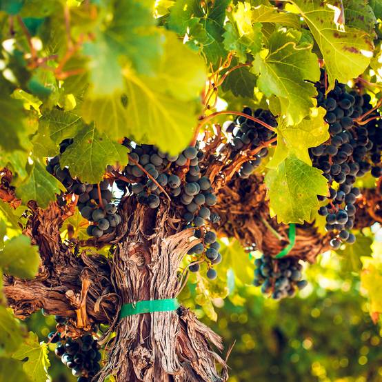 Vigne Petit Verdot Pot de 2L/3L