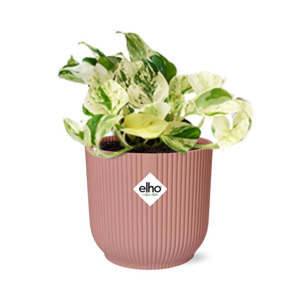 Epipremnum Pinnatum Happy Leaf 14cm Rose - H20cm
