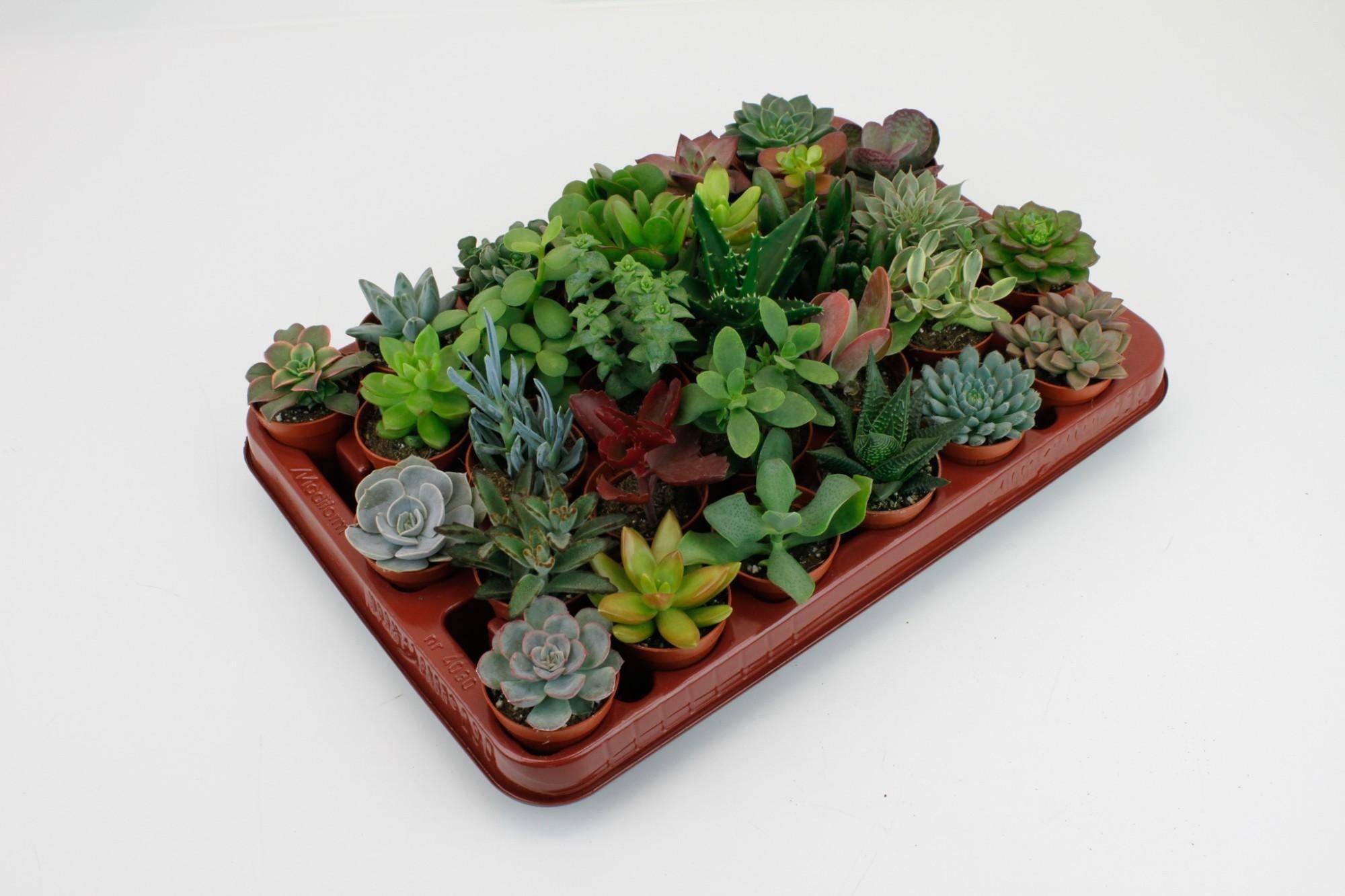 Succulent Mix