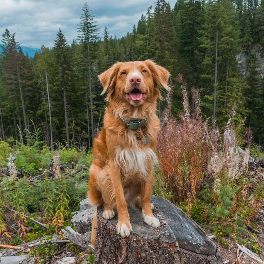 Tickless Ecopet - Image 4