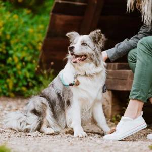 Tickless Ecopet - Image 3