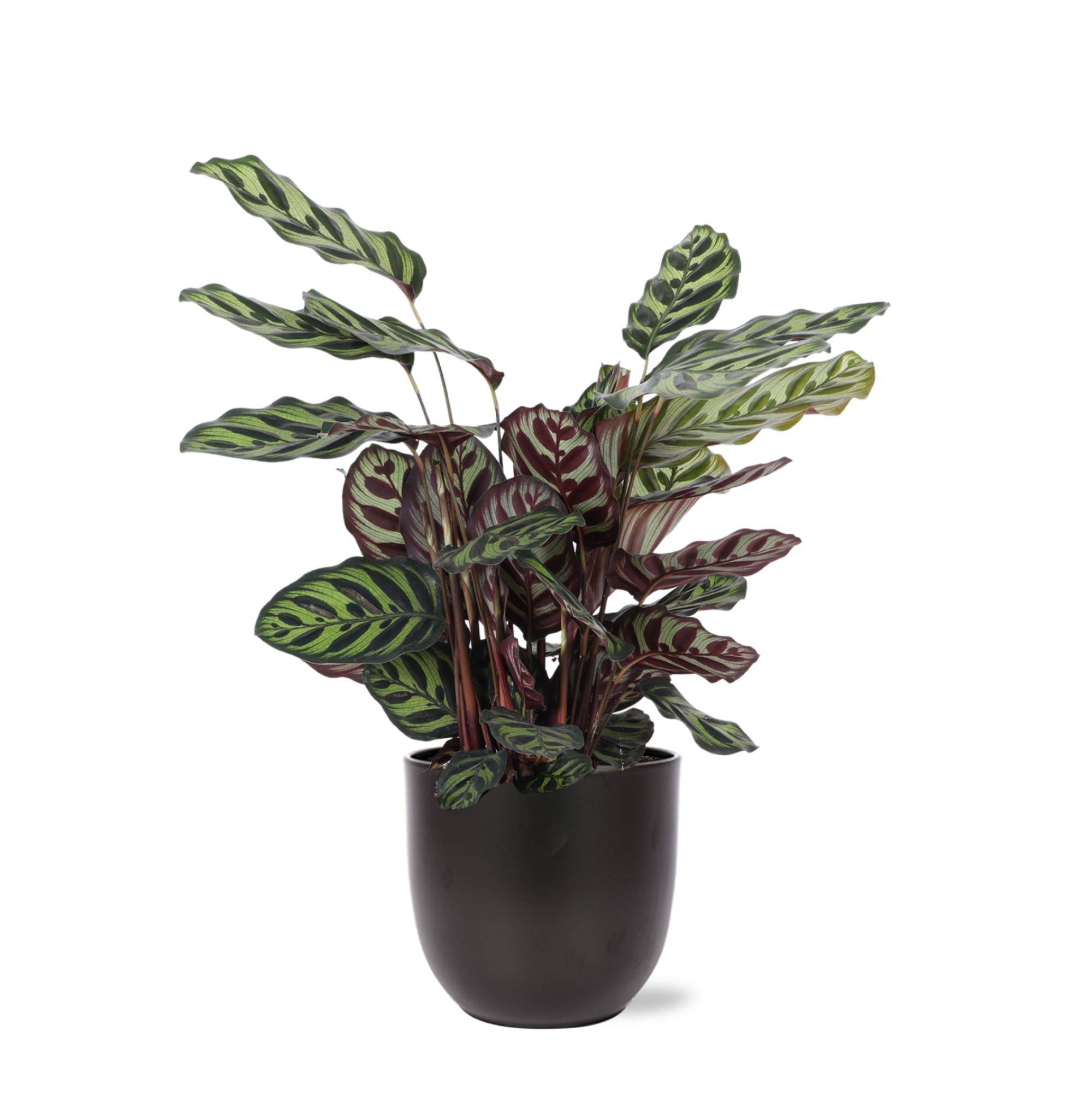La Green Touch - Calathea Makoyana et son pot- La Green Touch Noir - Hauteur 70cm