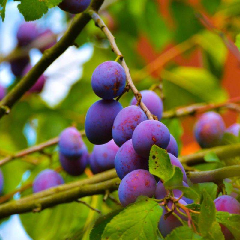 Prunier 'Stanley' (Prunus domestica 'Stanley') - Scion de 150cm - Pépinières Naudet - Image 1