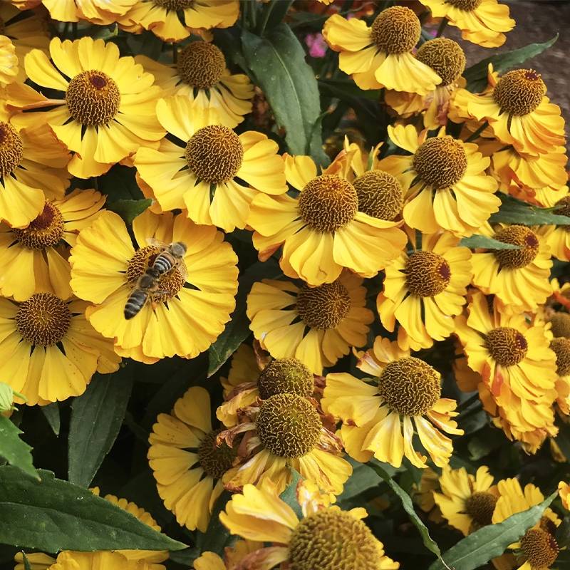 Promesse de Fleurs - Helenium Okra Sundae - Hélénie Godet de 8/9 cm