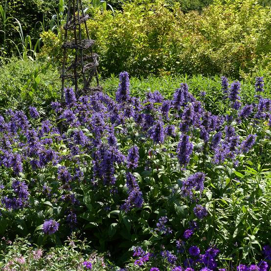 Promesse de Fleurs - Nepeta kubanica - Chataire Godet de 8/9 cm