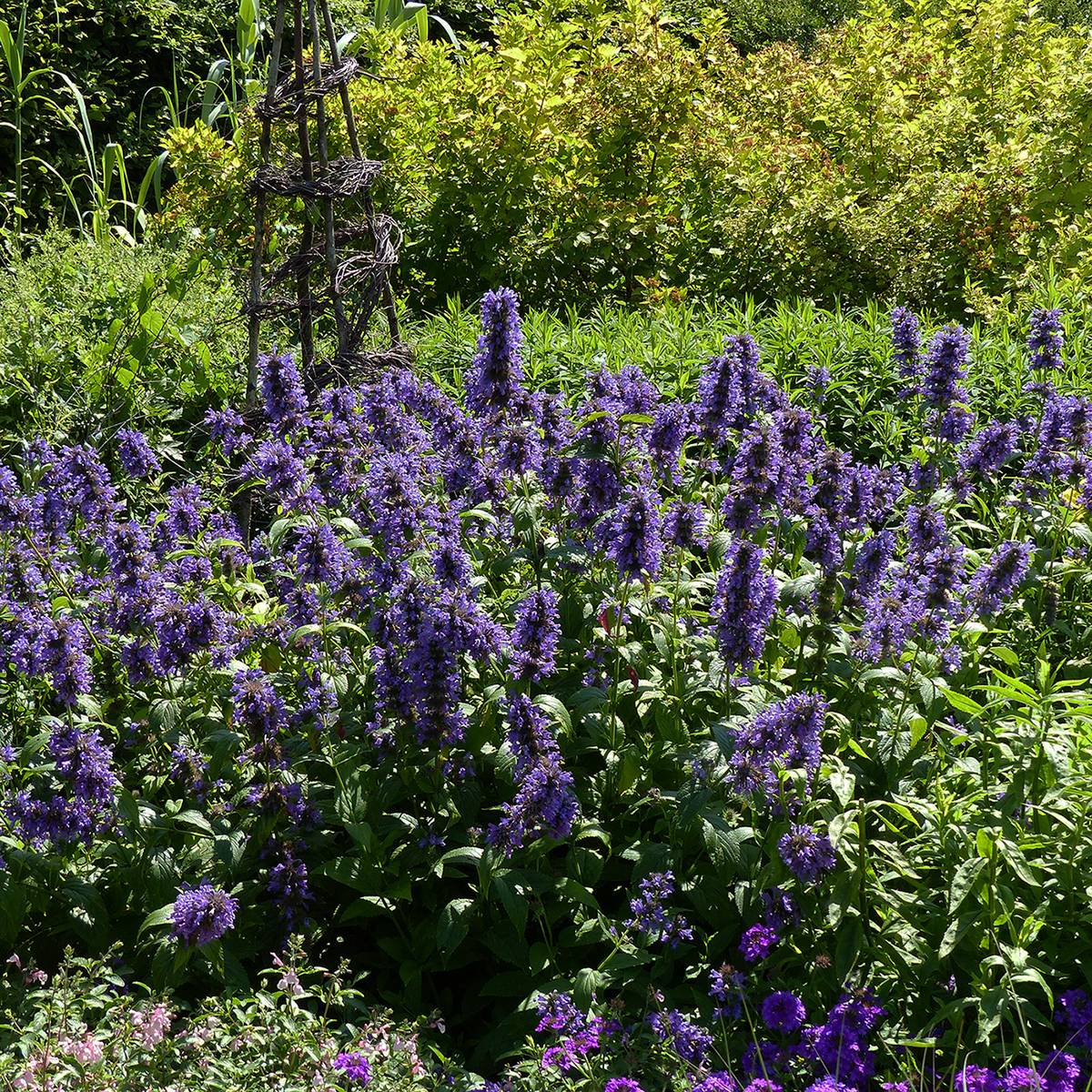 Promesse de Fleurs - Nepeta kubanica - Chataire Godet de 8/9 cm