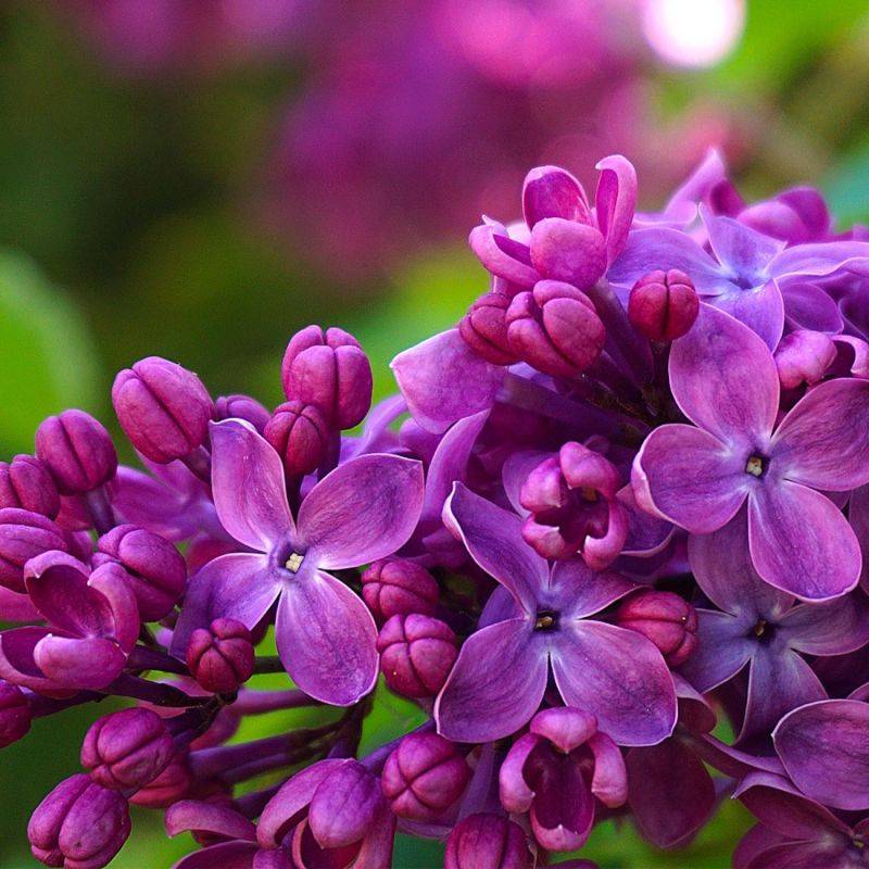 Lilas Commun Jose - Godet 9cm - Pépinières Naudet