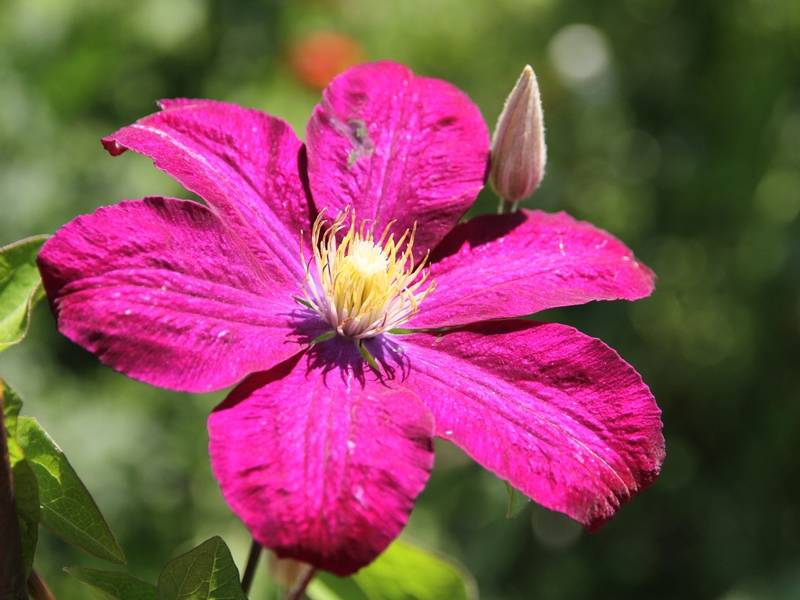 Promesse de Fleurs - Clématite - Clematis Ville de Lyon  Pot de 1,5L/2L
