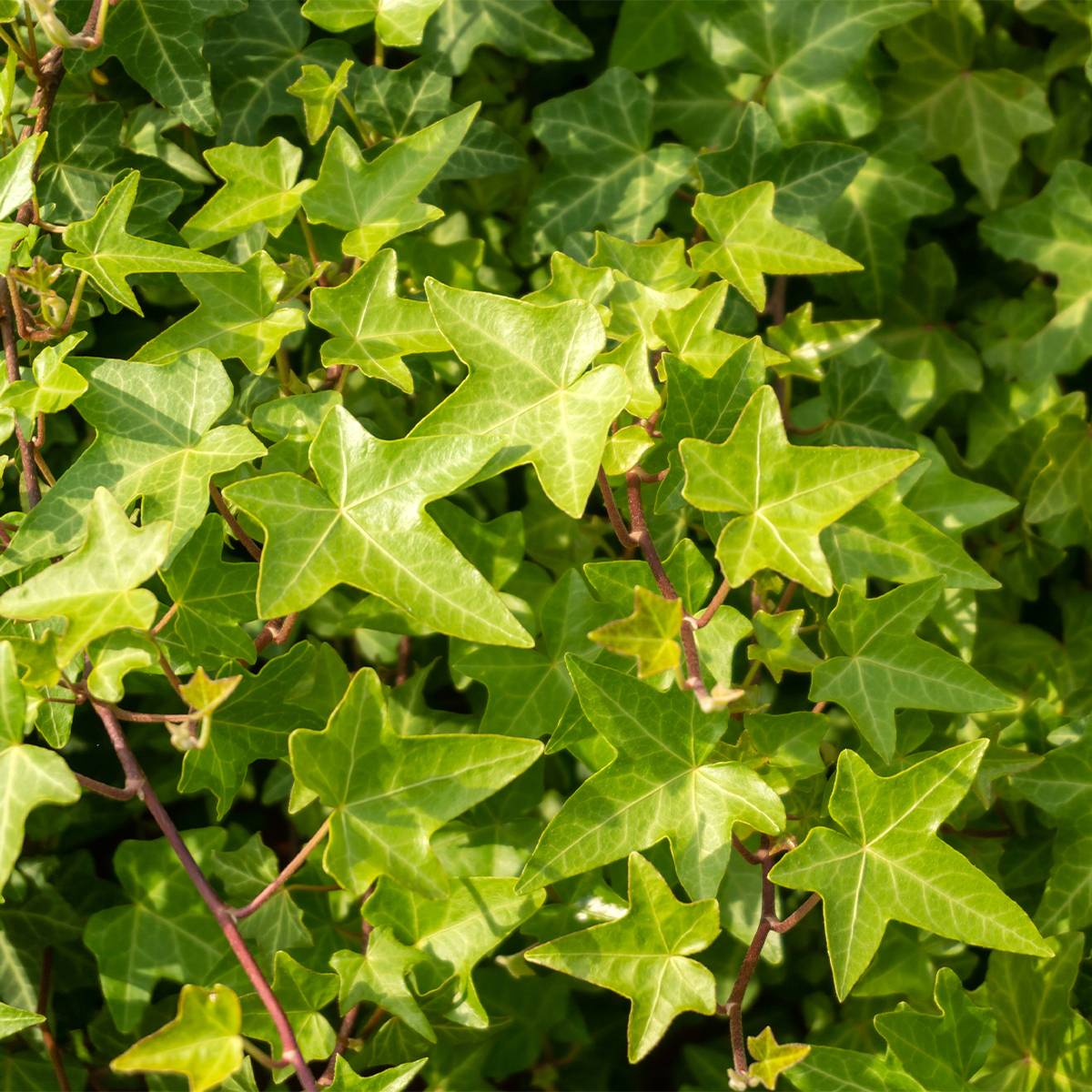 Promesse de Fleurs - Lierre commun nain - Hedera helix Shamrock Godet de 8/9 cm