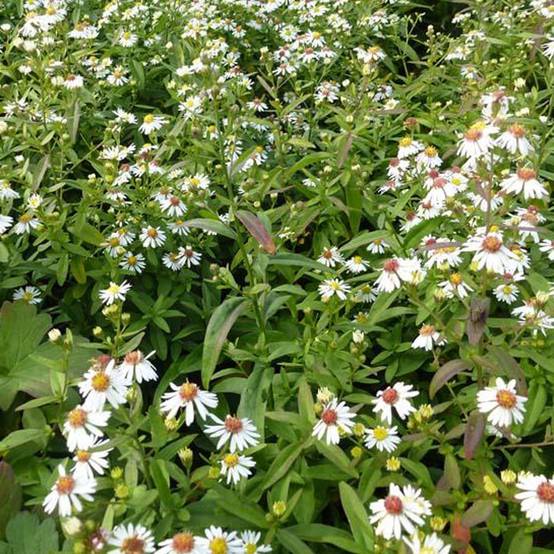 Promesse de Fleurs - Aster ericoides Herbstmyrte - Aster à feuilles de bruyère Godet de 8/9 cm