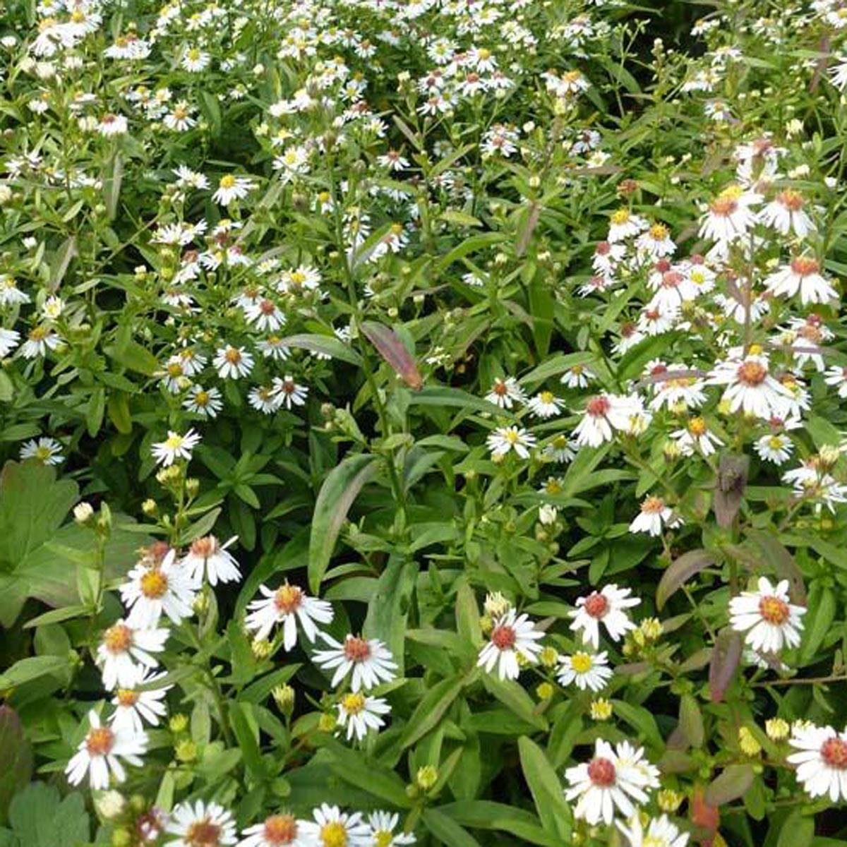 Promesse de Fleurs - Aster ericoides Herbstmyrte - Aster à feuilles de bruyère Godet de 8/9 cm