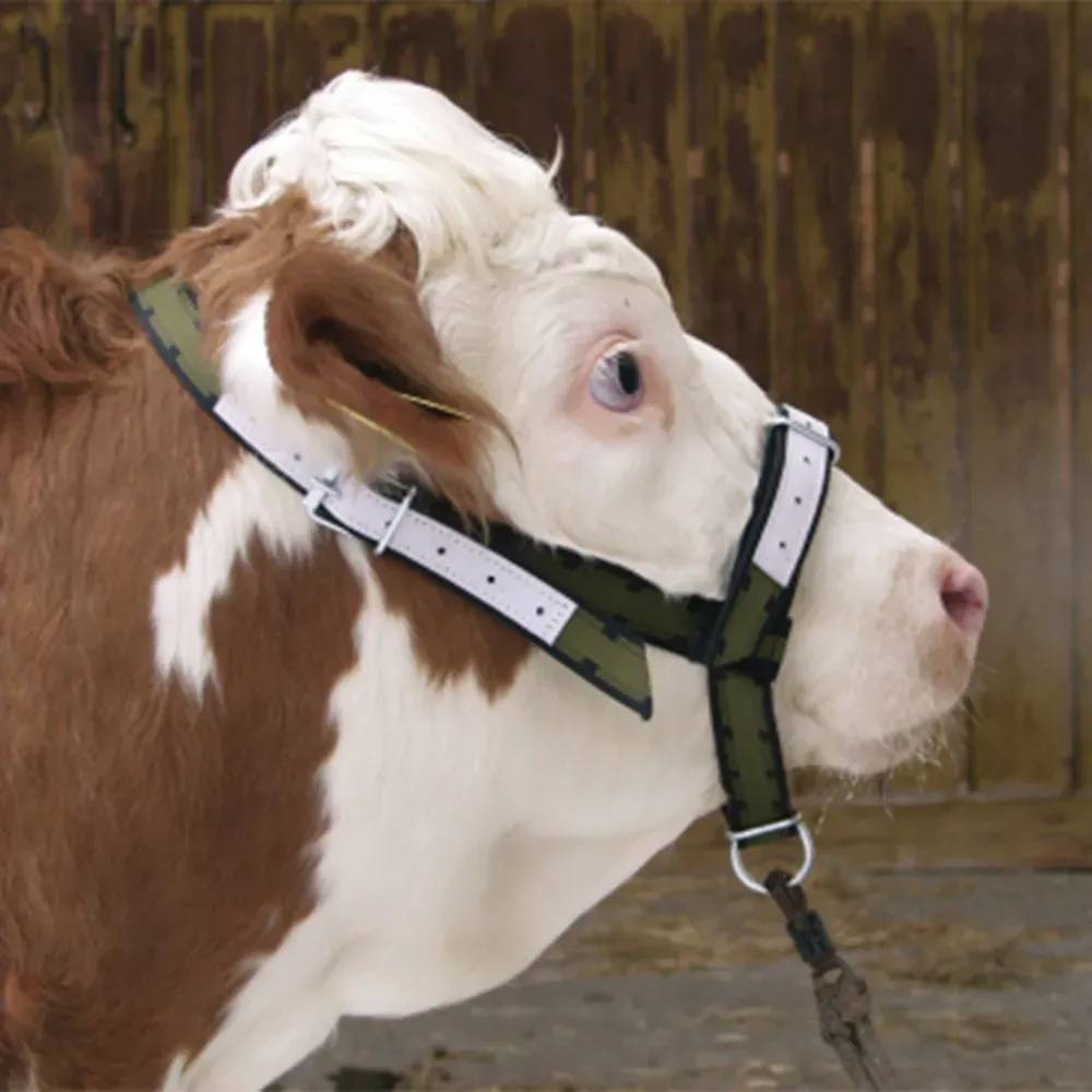 Licol pour bovins et taurillons en cuir