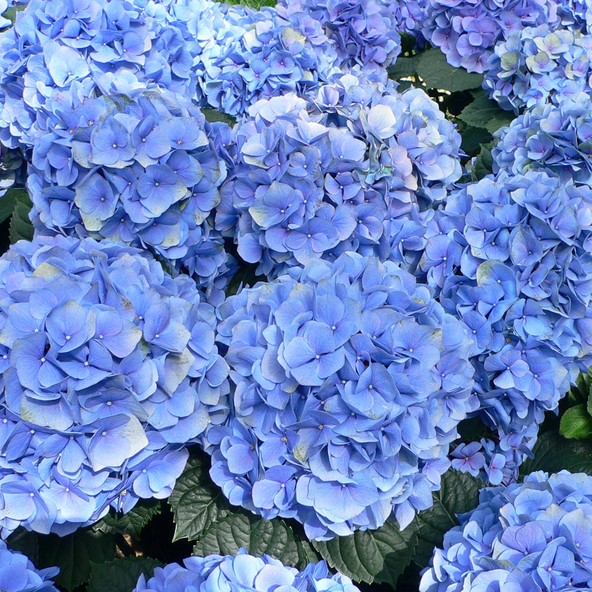 Gardenersdream - Hortensia macrophylla arbre patio bleu, pot 3L, 50-90 cm - idéal pour balcons et jardins - GardenersDream - Image 4