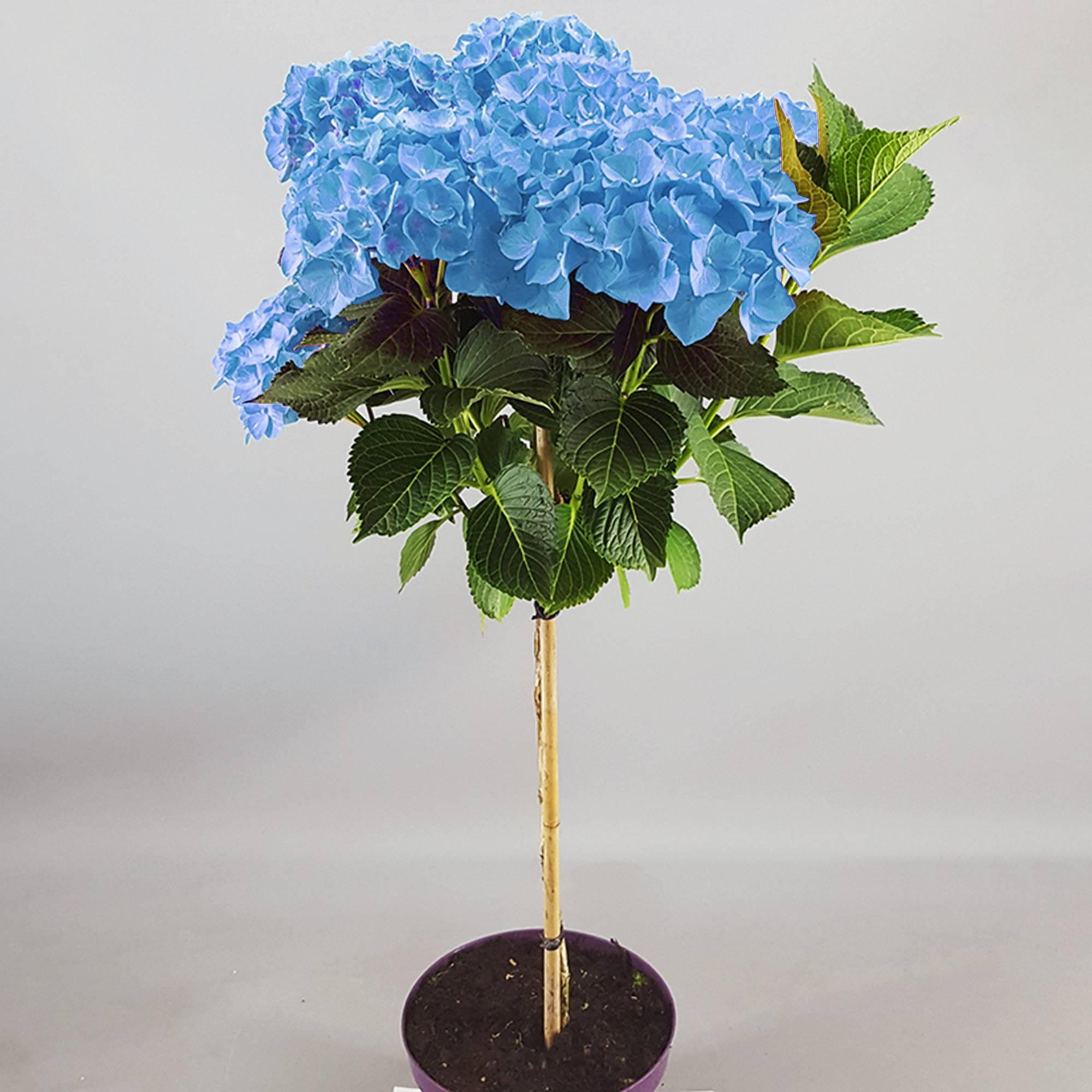 Gardenersdream - Hortensia macrophylla arbre patio bleu, pot 3L, 50-90 cm - idéal pour balcons et jardins - GardenersDream - Image 3